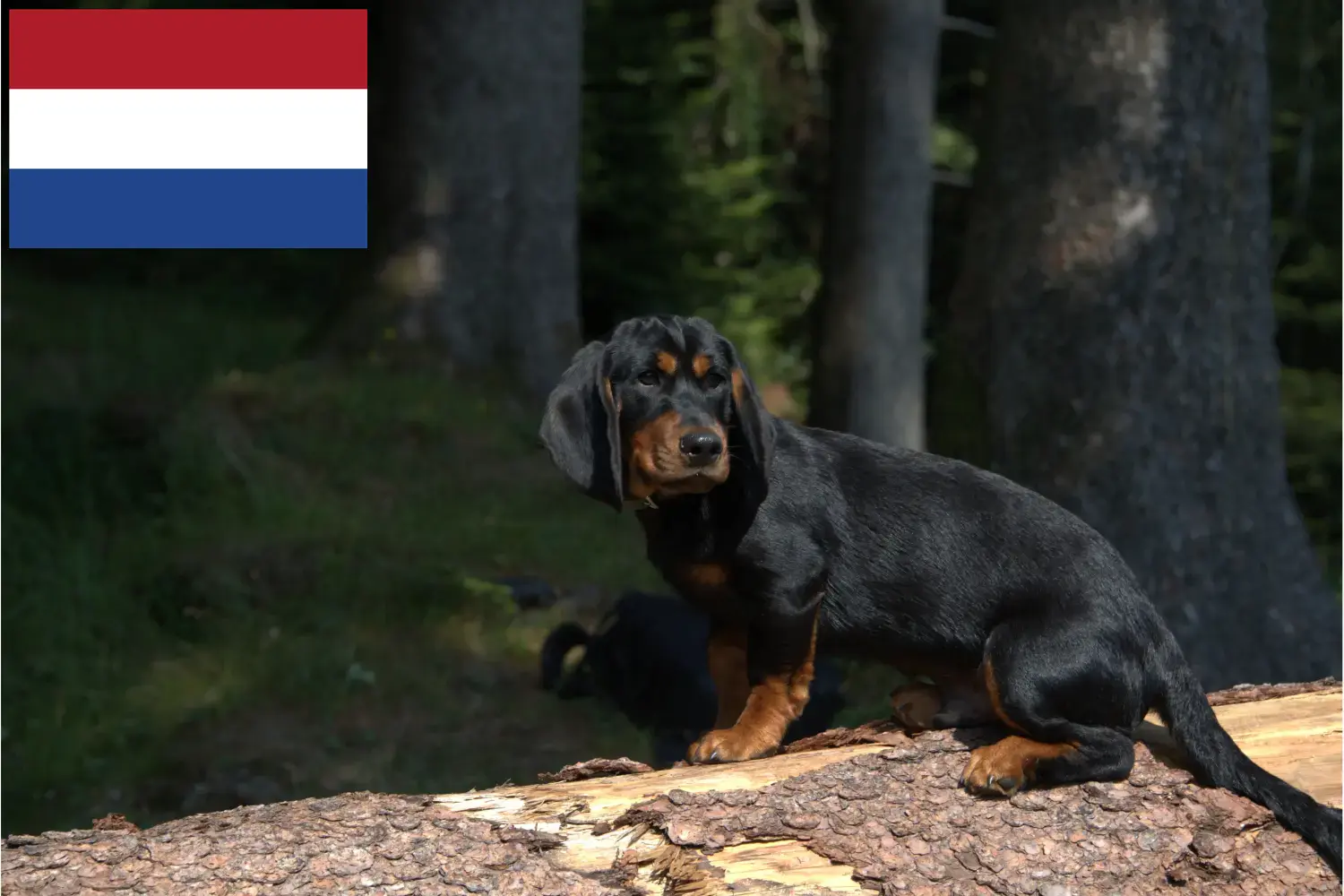 Alpine Dachsbracke căței și crescători Olanda Aici puteți găsi crescători de Alpine Dachsbracken în Țările de Jos.