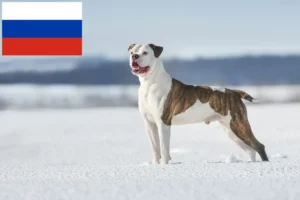 Read more about the article American Bulldog crescători și căței în Rusia
