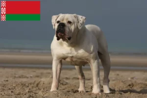 Read more about the article American Bulldog crescători și căței în Belarus