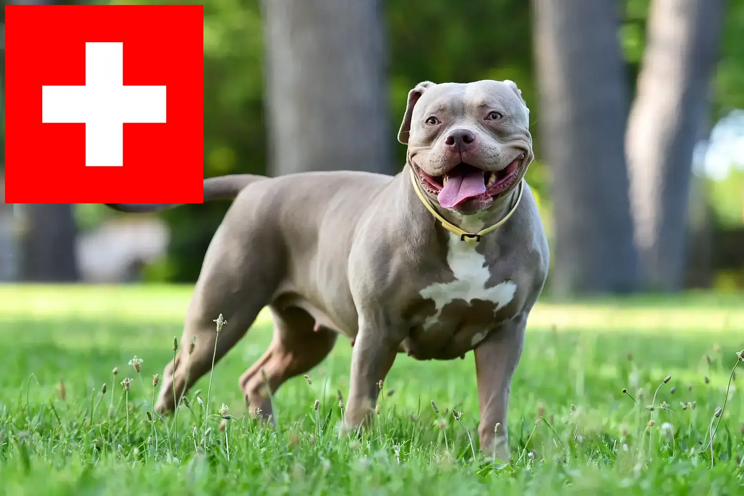 Bulldog american căței și crescători Elveția Aici puteți găsi crescători de Bulldogi Americani în Elveția.