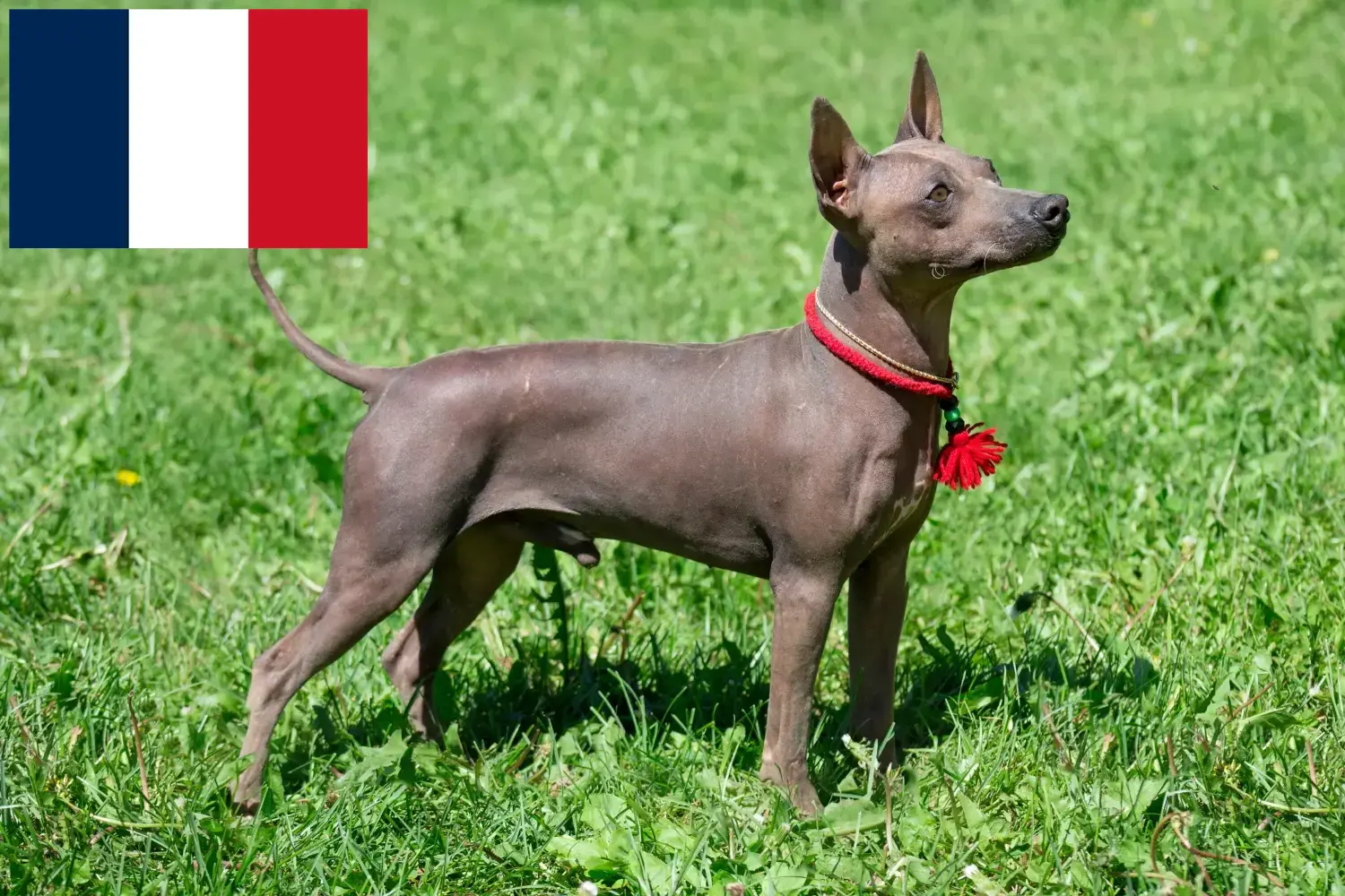 American Hairless Terrier căței și crescători Franța Găsiți aici crescătorii de American Hairless Terrier în Franța.