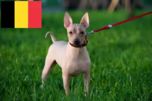 Read more about the article American Hairless Terrier crescători și căței în Belgia