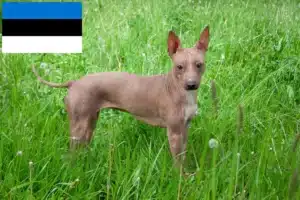 Read more about the article American Hairless Terrier crescători și căței în Estonia
