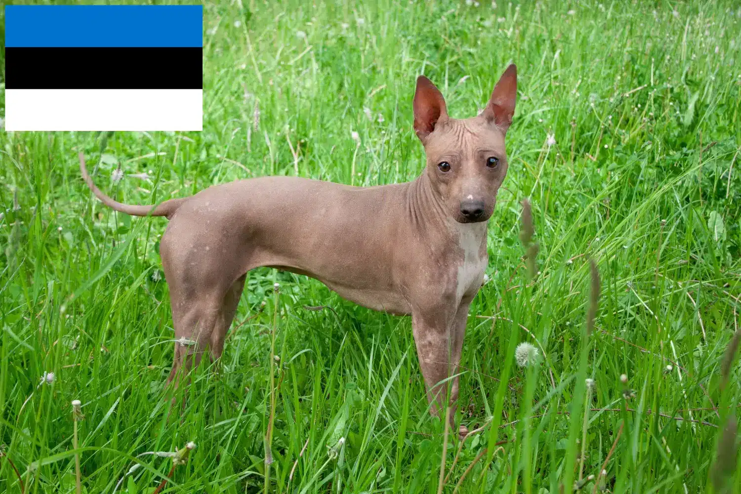 American Hairless Terrier cățeluși și crescători Estonia Găsește crescători de American Hairless Terrier în Estonia.