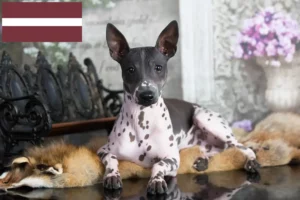 Read more about the article American Hairless Terrier crescători și căței în Letonia