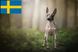 Read more about the article American Hairless Terrier crescători și căței în Suedia