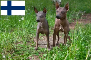 Read more about the article American Hairless Terrier crescători și căței în Finlanda