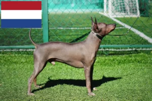 Read more about the article American Hairless Terrier crescători și căței în Olanda