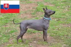 Read more about the article American Hairless Terrier crescători și căței în Slovacia