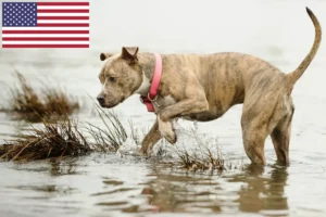Read more about the article American Pit Bull Terrier crescători și căței în SUA