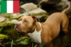 Read more about the article American Pit Bull Terrier crescători și căței în Italia