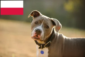 Read more about the article American Pit Bull Terrier crescători și căței în Polonia