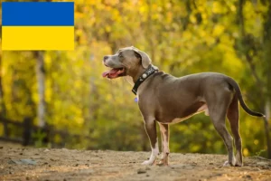 Read more about the article American Pit Bull Terrier crescători și căței în Ucraina