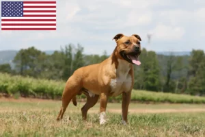 Read more about the article American Staffordshire Terrier crescători și căței în SUA