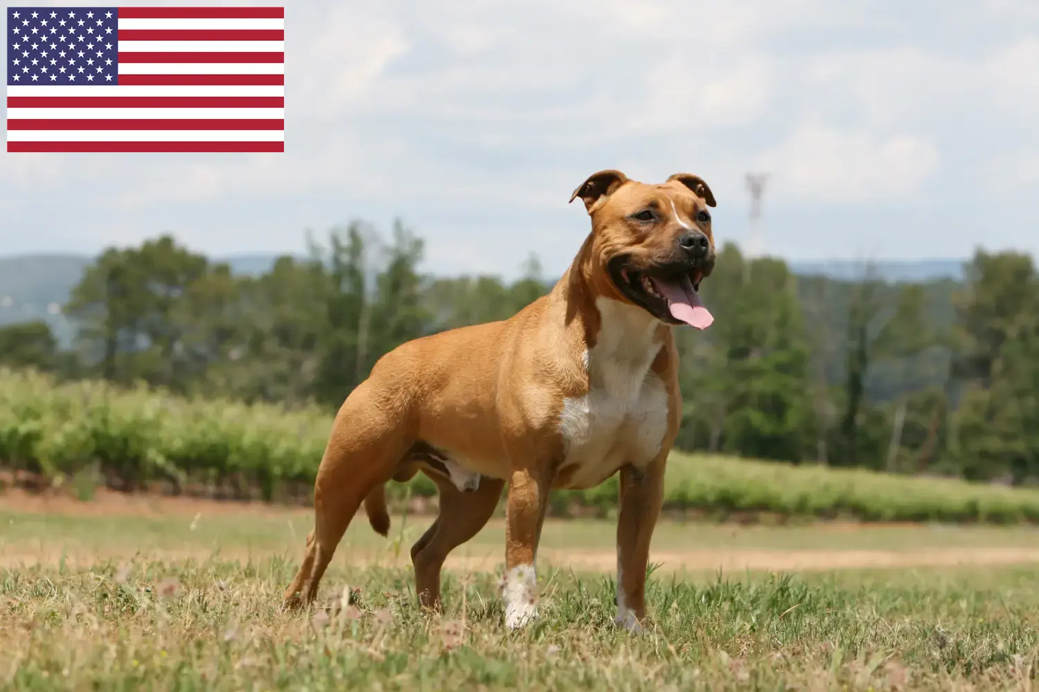 American Staffordshire Terrier cățeluși și crescători SUA Găsiți crescători de American Staffordshire Terrier în SUA aici.