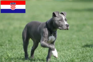 Read more about the article American Staffordshire Terrier crescători și căței în Croația