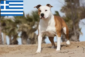 Read more about the article American Staffordshire Terrier crescători și căței în Grecia