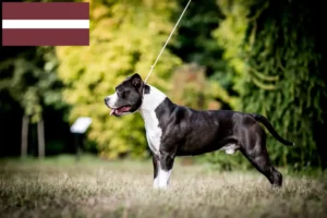 Read more about the article American Staffordshire Terrier crescători și căței în Letonia