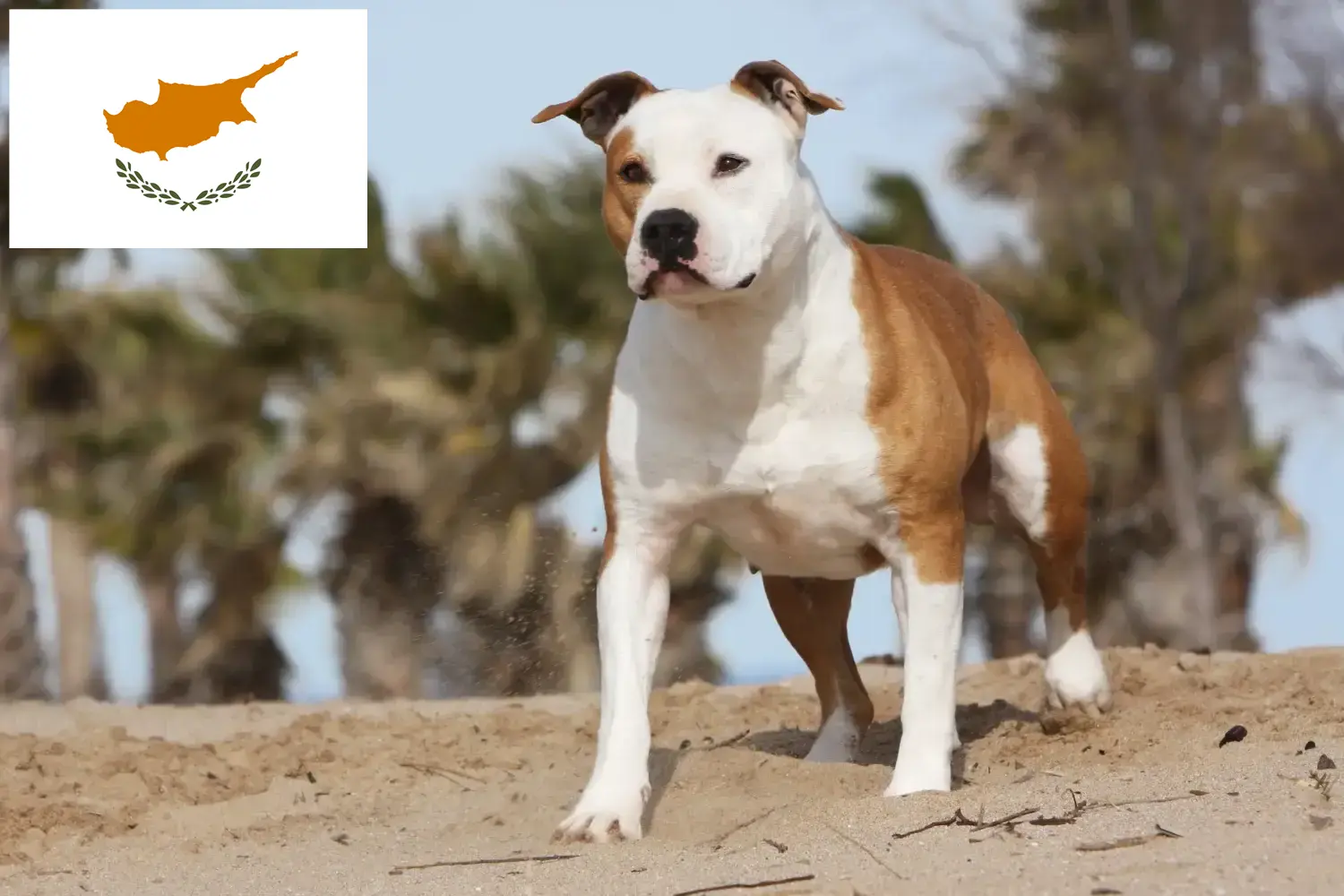American Staffordshire Terrier căței și crescători Republica Cipru Găsiți aici crescători de American Staffordshire Terrier în Cipru.