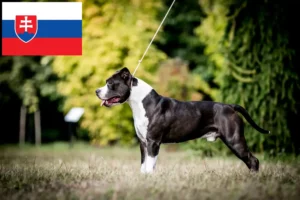 Read more about the article American Staffordshire Terrier crescători și căței în Slovacia