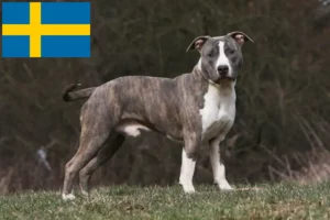 Read more about the article American Staffordshire Terrier crescători și căței în Suedia