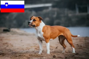Read more about the article American Staffordshire Terrier crescători și căței în Slovenia