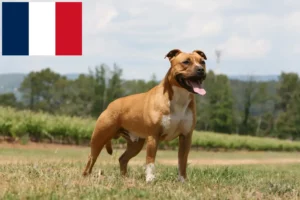 Read more about the article American Staffordshire Terrier crescători și căței în Réunion