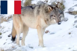 Read more about the article American Wolfhound crescători și căței în Franța