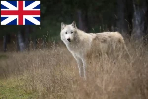 Read more about the article American Wolfhound crescători și căței în Marea Britanie