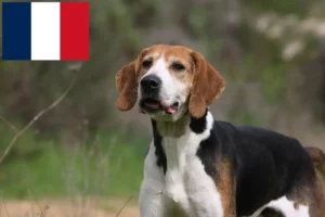 Read more about the article Anglo-Français de Petite Vénerie crescători și căței în Franța