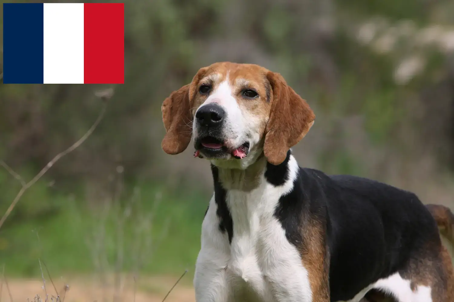 Read more about the article Anglo-Français de Petite Vénerie crescători și căței în Franța