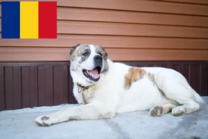Read more about the article Crescător de câini ciobănești din Asia Centrală și căței în România