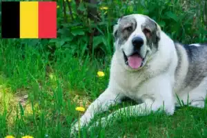 Read more about the article Ciobănesc din Asia Centrală Crescător de câini și căței în Belgia