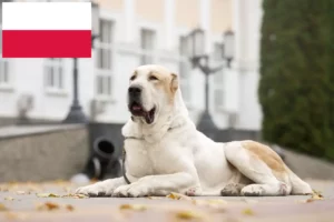 Read more about the article Ciobănesc din Asia Centrală Crescător de câini și căței în Polonia