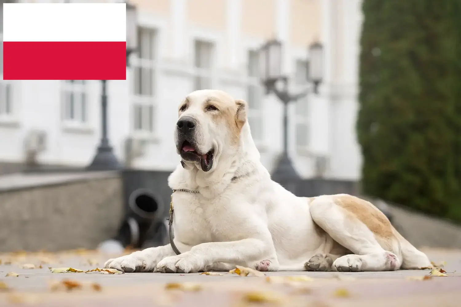 Ciobănesc din Asia Centrală căței și crescători Polonia Găsiți aici crescători de câini ciobănesc din Asia Centrală în Polonia.