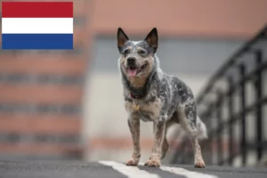 Read more about the article Australian Cattle Dog crescători și căței în Olanda