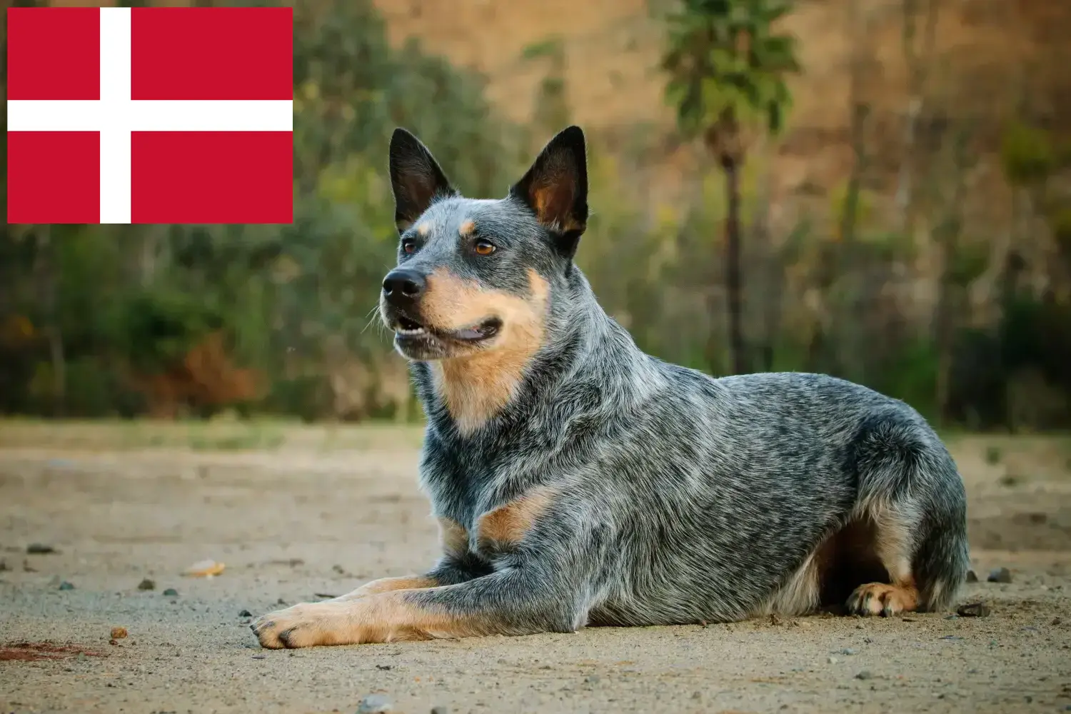 Australian Cattle Dog căței și crescători Danemarca Găsiți crescători de câini din rasa Australian Cattle Dogs în Danemarca.