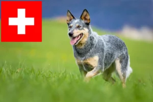 Read more about the article Australian Cattle Dog crescători și căței în Elveția