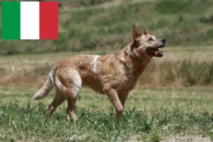 Read more about the article Australian Cattle Dog crescători și căței în Italia