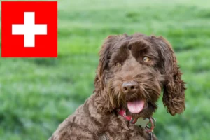 Read more about the article Australian Labradoodle crescători și căței în Elveția