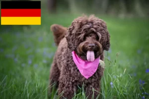 Read more about the article Australian Labradoodle crescători și căței în Germania
