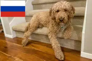 Read more about the article Australian Labradoodle crescători și căței în Rusia