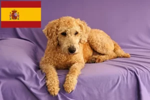 Read more about the article Australian Labradoodle crescători și căței în Spania