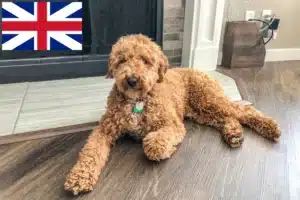 Read more about the article Australian Labradoodle crescători și căței în Marea Britanie