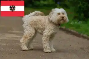 Read more about the article Australian Labradoodle crescători și căței în Austria