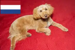 Read more about the article Australian Labradoodle crescători și căței în Țările de Jos