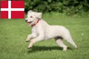 Read more about the article Australian Labradoodle crescători și căței în Danemarca