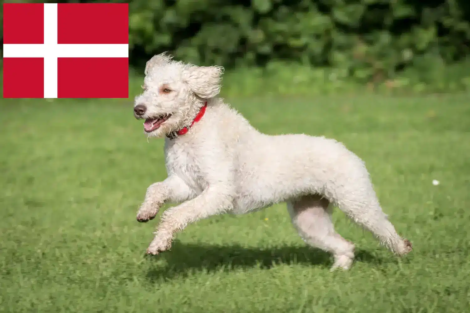 Australian Labradoodle căței și crescători Danemarca Găsește aici crescători de Labradoodle australian în Danemarca.
