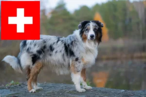 Read more about the article Australian Shepherd crescători și căței în Elveția