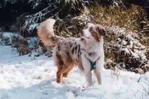 Read more about the article Australian Shepherd Breeder ciobanesc